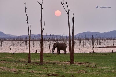 20191001_Matusadona - Sunset with Elephant_Simbabwe_DSC01859.jpg