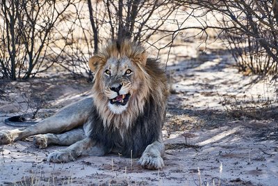 19-11-09_KTP - Mabuasuhabe - Lion_South Africa__DSC3478.jpg